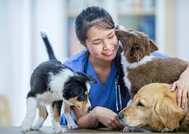pet-friendly places in Hyderabad.
