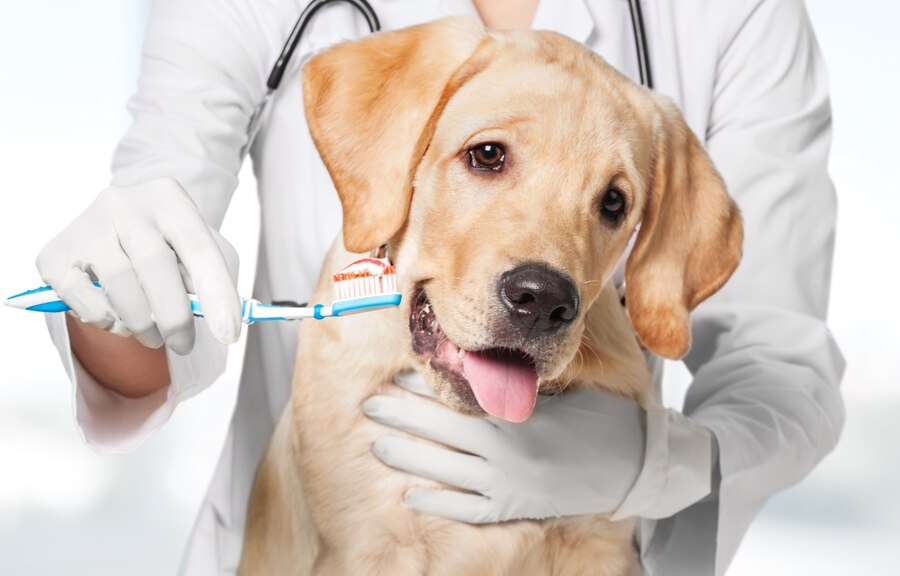 Best Veterinary Clinic in Hyderabad-Pet dental services and dental charting