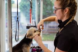 Face and paw trimming