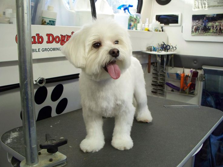 Best Veterinary Clinic in Hyderabad-Fancy Haircuts for pets