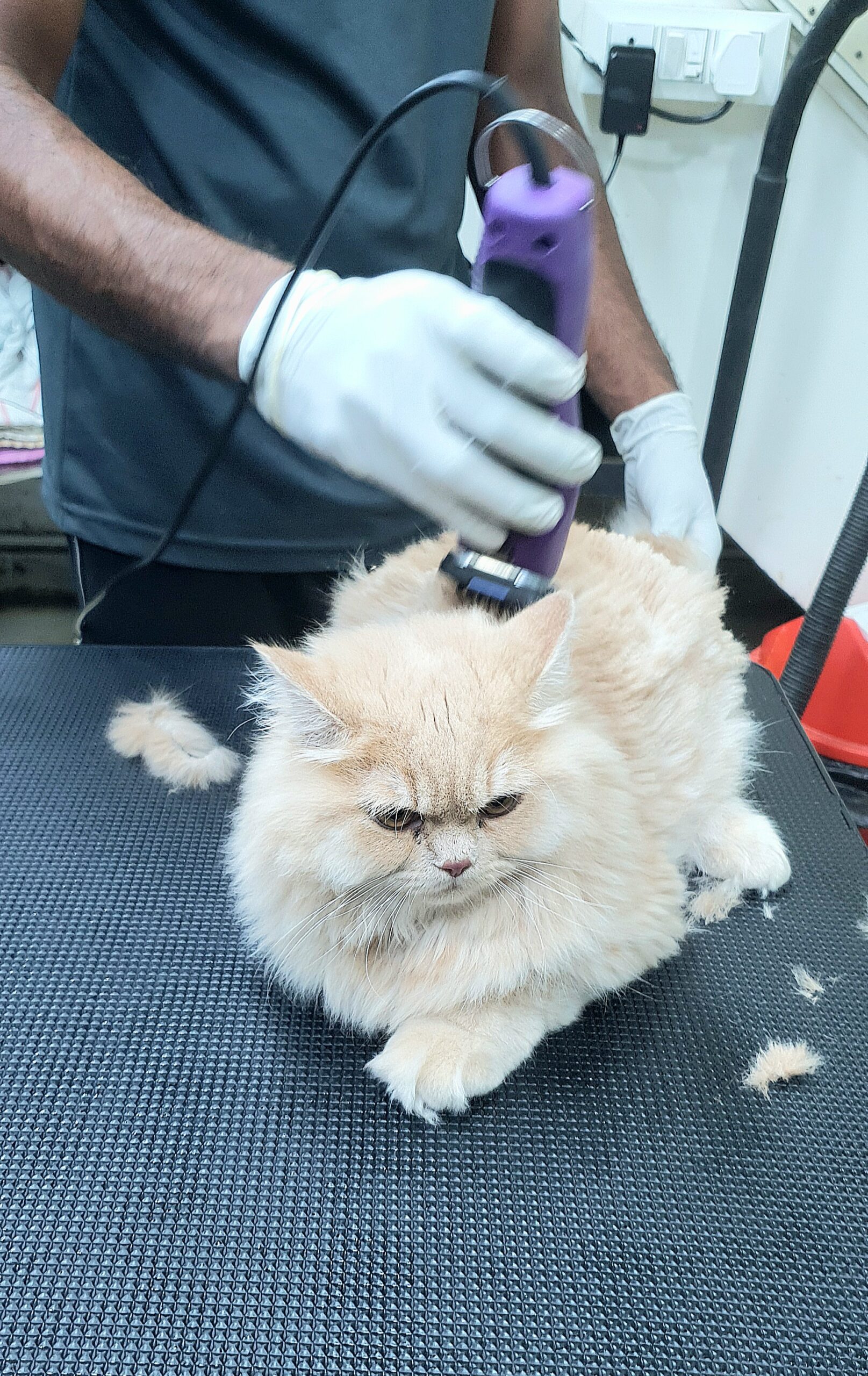 Best Veterinary Clinic in Hyderabad-Hair trimming services for pets